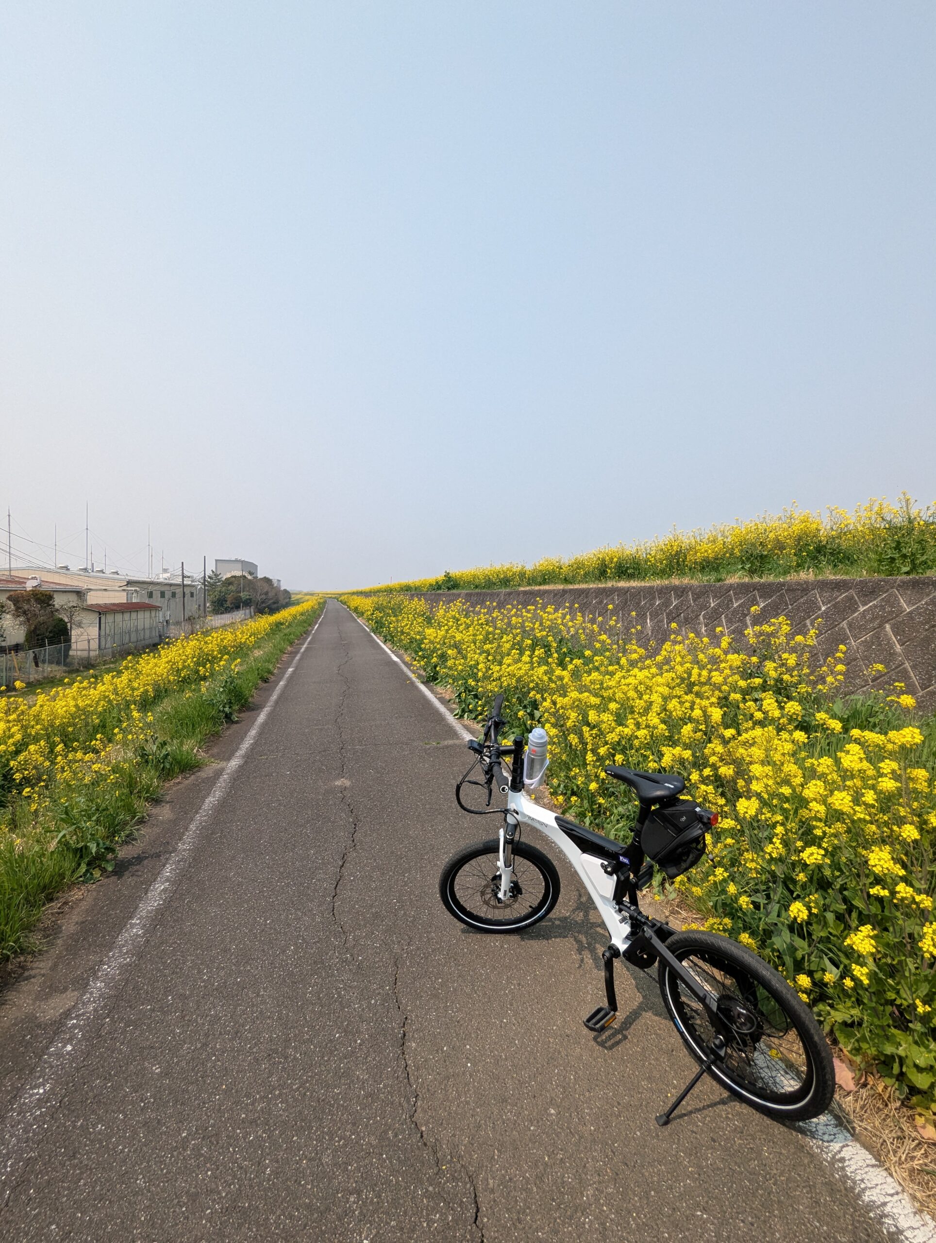 入間川土手の菜の花
