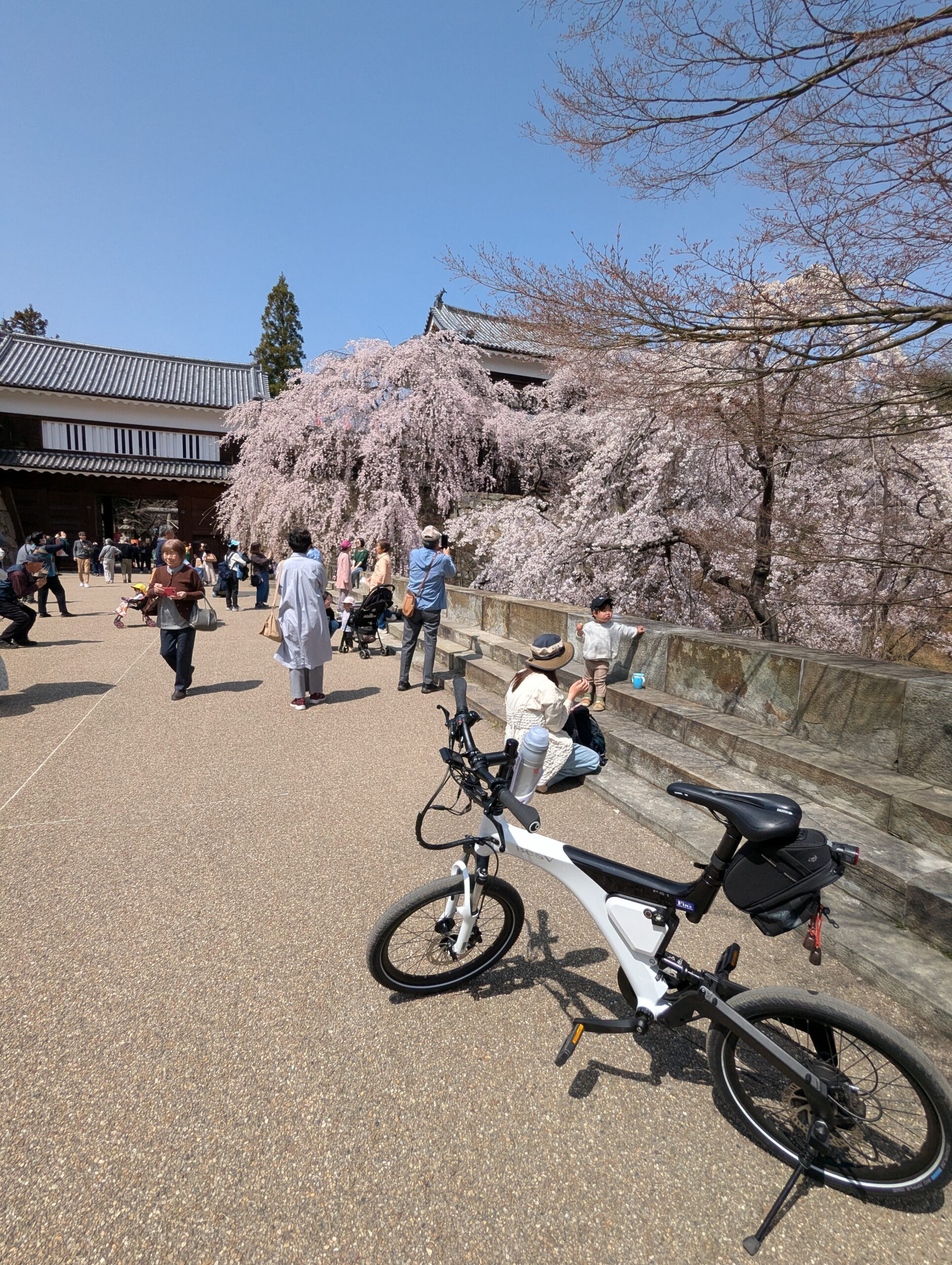 上田城跡の桜