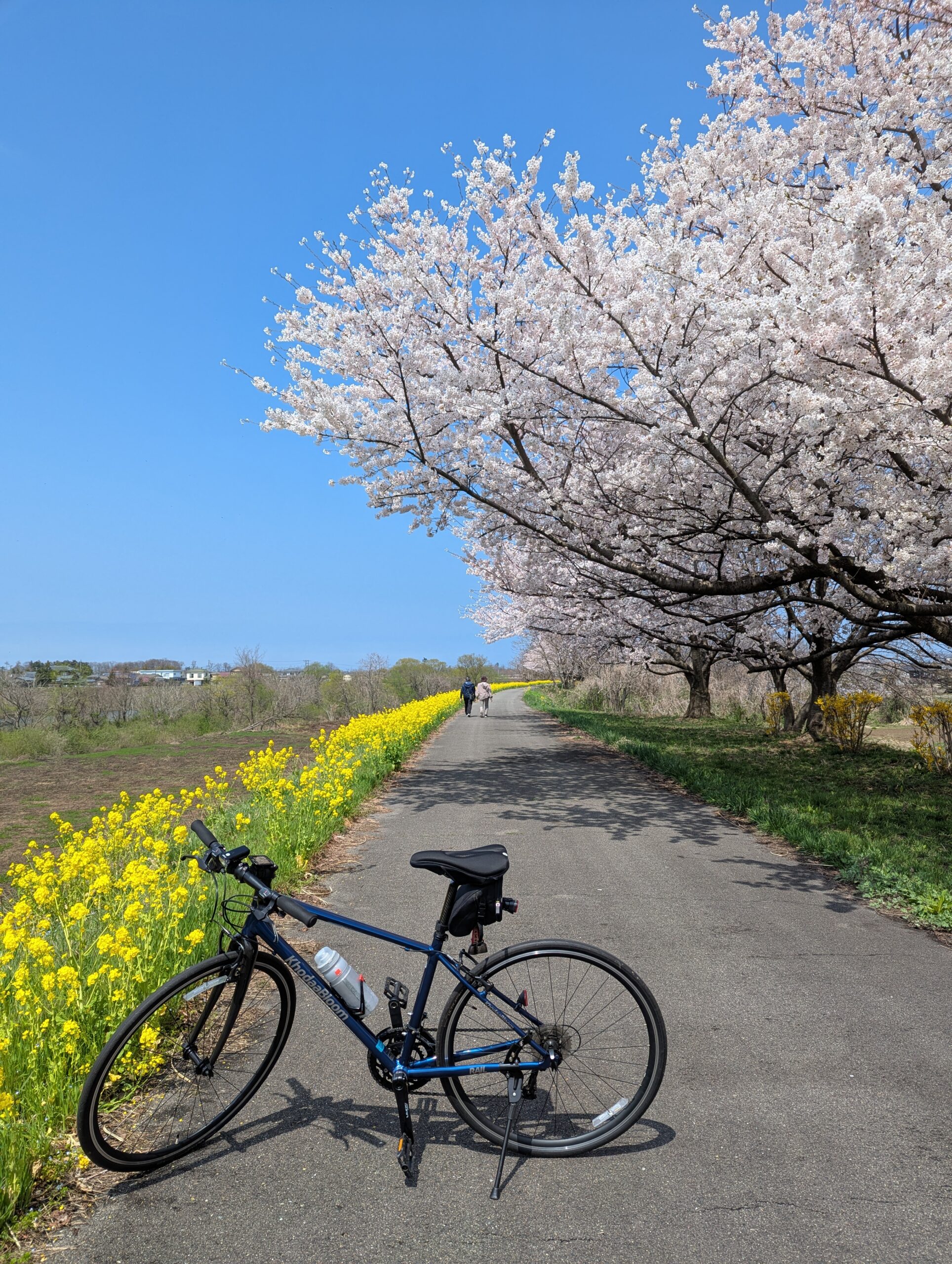 加治川土手の桜と菜の花