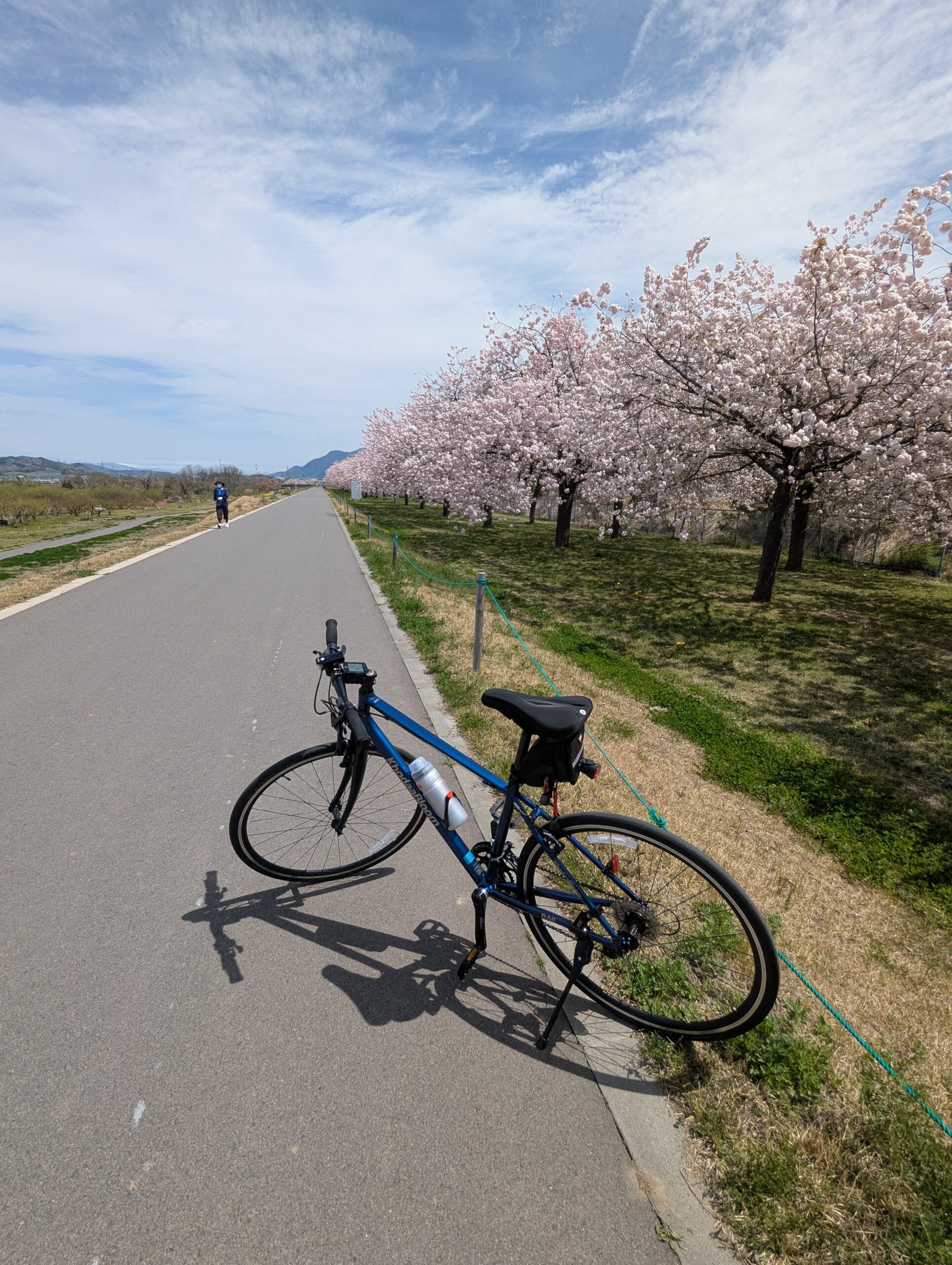 小布施千曲川堤防の桜堤