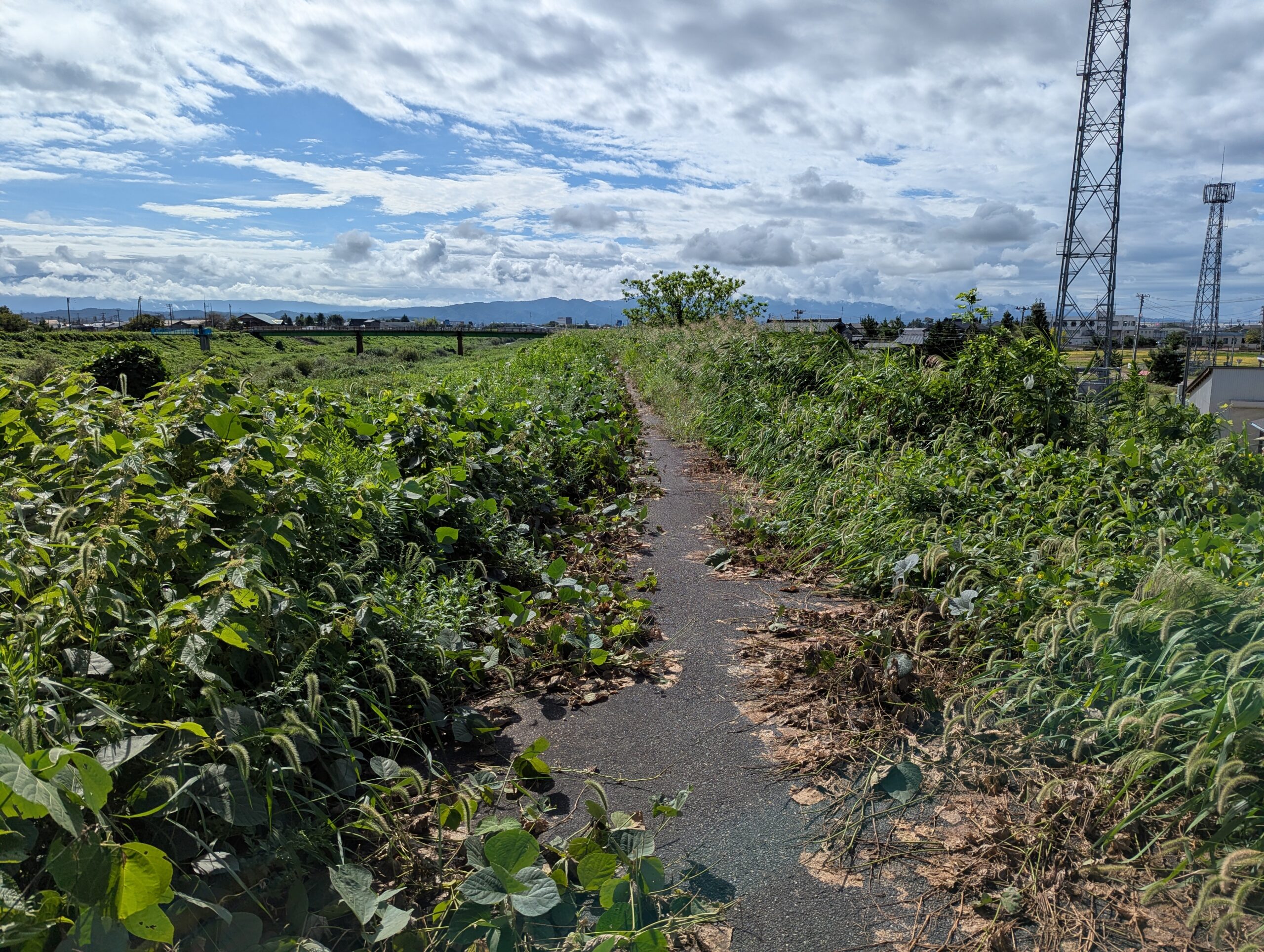 猫興野橋から北陸道アンダーパス間（刈谷田川左岸）