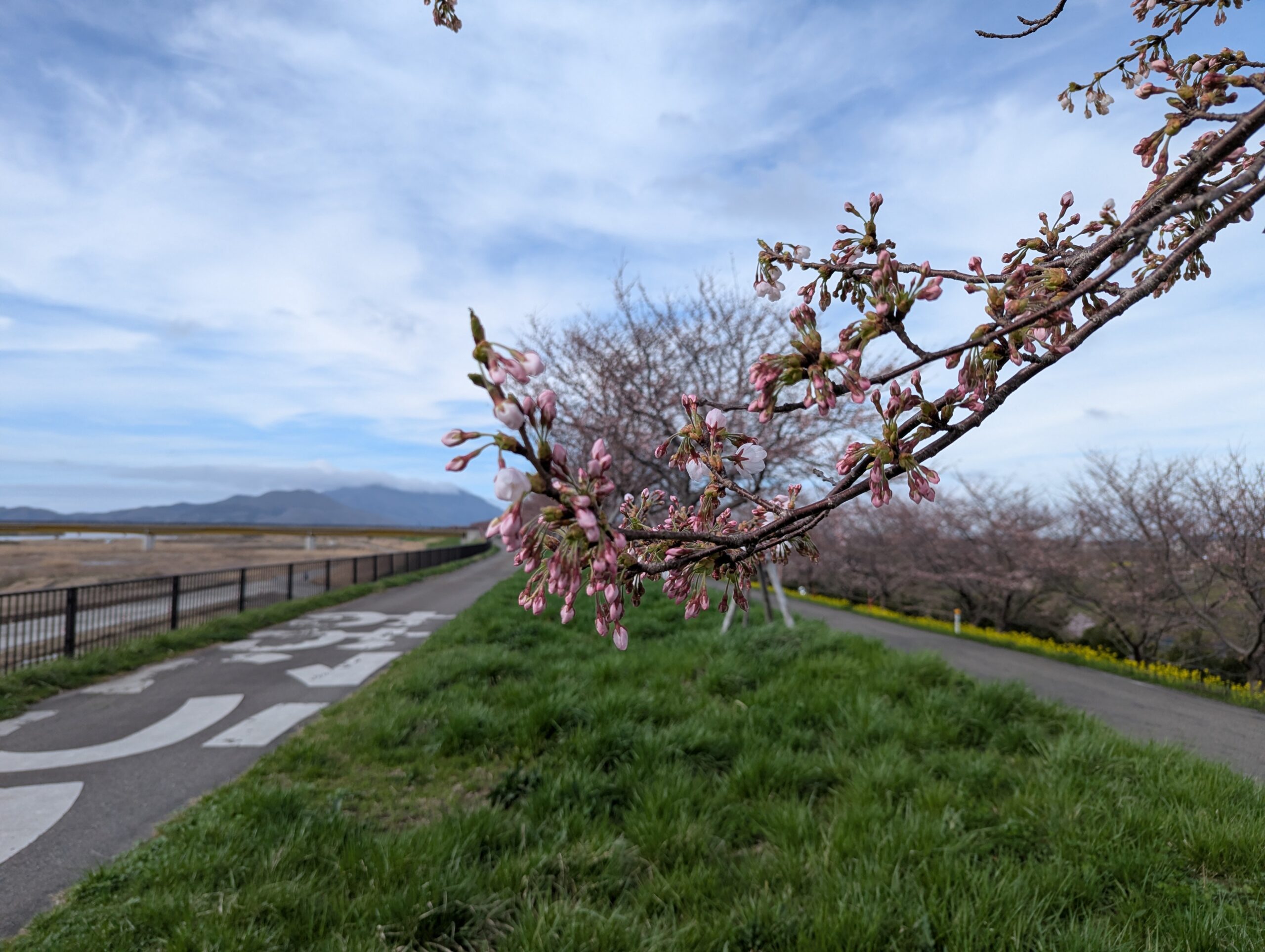 大河津分水さくら公園
