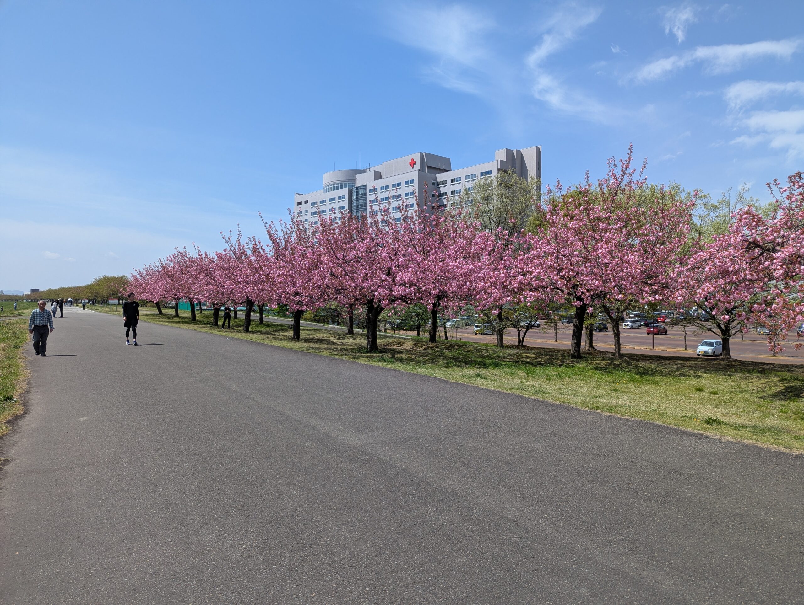 長岡赤十字病院と桜並木